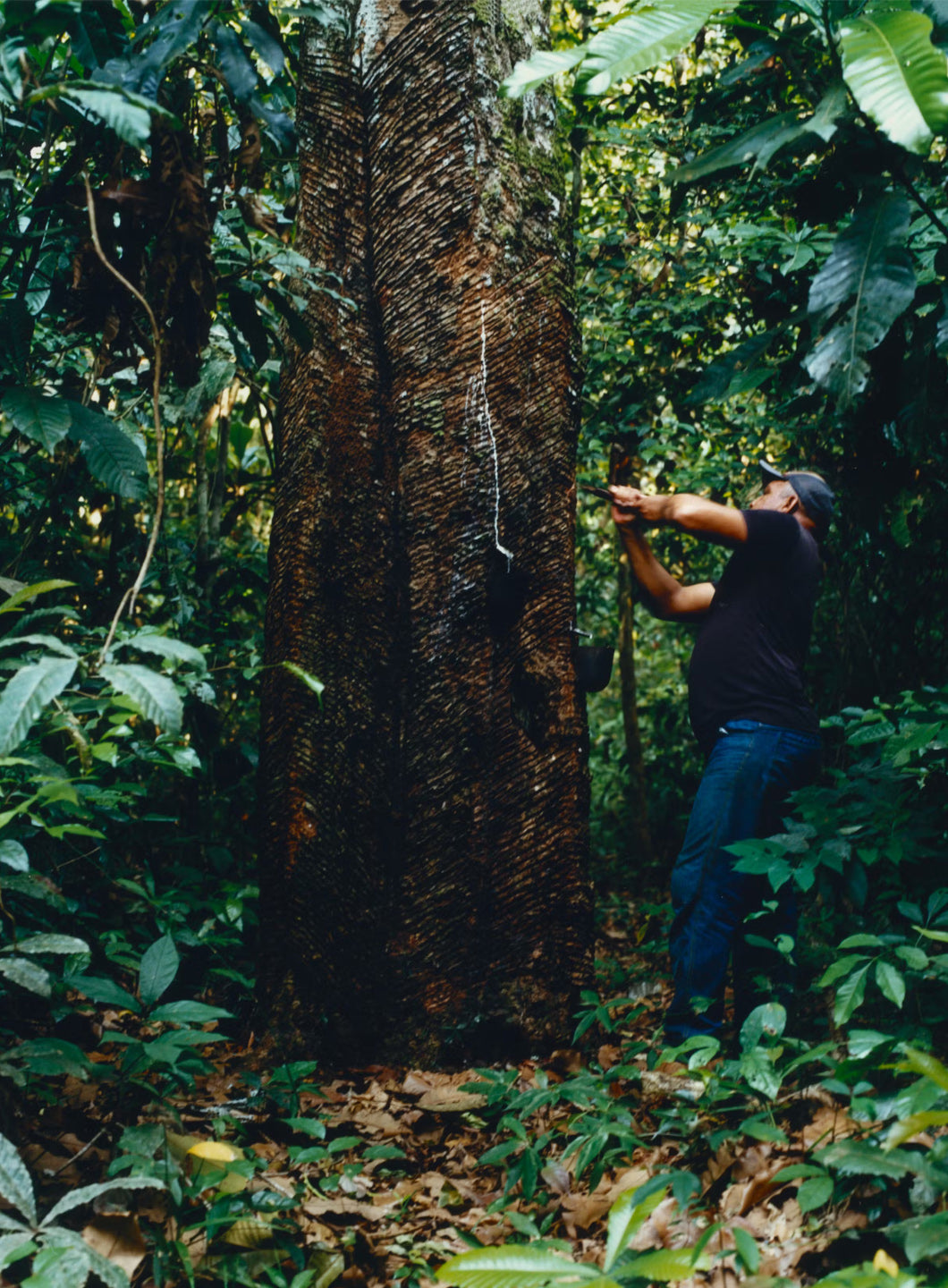 The True Story About Amazonian Rubber